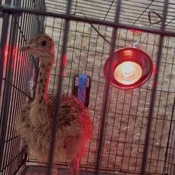 Baby Ostriches