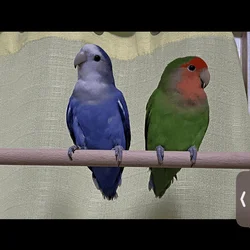 Love birds