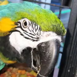 Blue & Gold Macaw