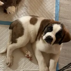 Saint Bernard Puppies