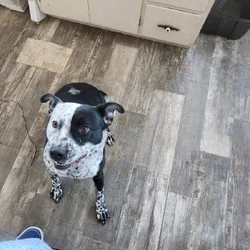 Blue heeler pitbull mix