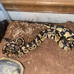 Beautiful python for sale