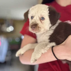Mini Aussie puppy