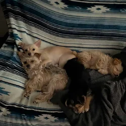 2 male puppies in need of loving home