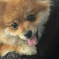 Pomeranian puppies for sale