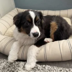 Mini Australian Shepherd