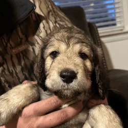 Golden doodle puppies