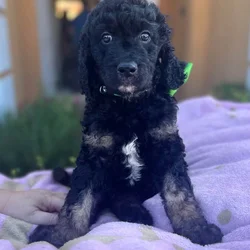 Goldendoodle Puppies for sale