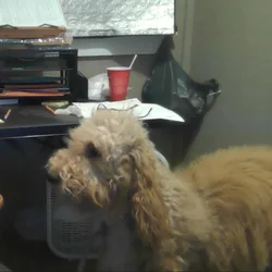 Dogs Need New home and a lot of love.