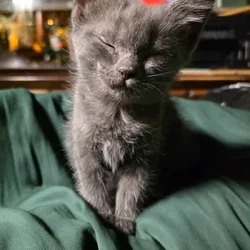 Kittens ready for new home