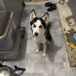 Female husky