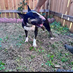 Female Bull terrier