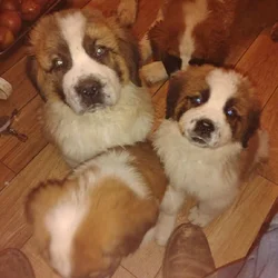 Full blooded St Bernard Puppies