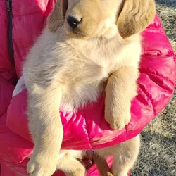 Golden Retriever pup for sale
