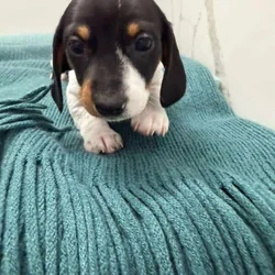 Dachshund female