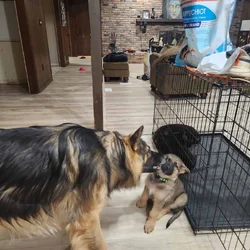 5 Adorable GSD pups are available