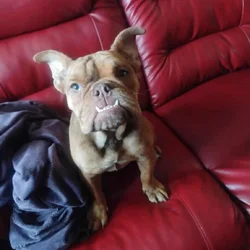 Female French / English Bulldog
