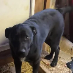 Need home for a pup FREE