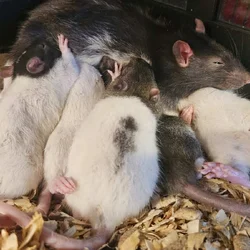 Rat pups available