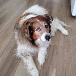 Rehome a dog