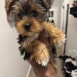 Yorkie Puppies