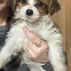 Morkie