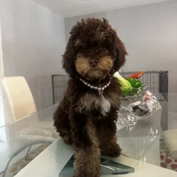 Puppy