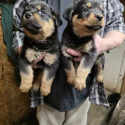 Rottweiler puppies