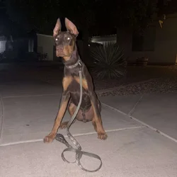 Doberman