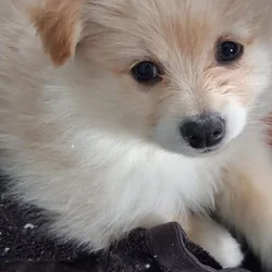 Pomeranian Puppy for sale
