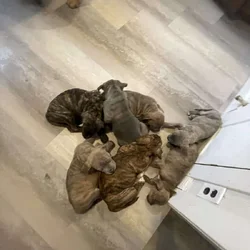 Cane corso mix puppies
