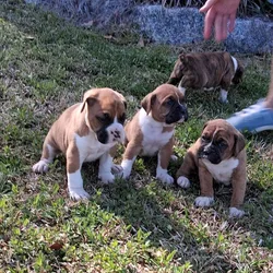 3 male Boxers