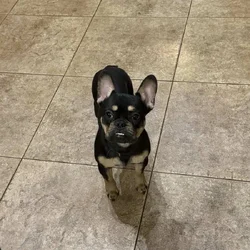 French Bulldog