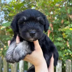 7 week old mini Schnauzers for Sale