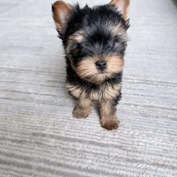 Yorkshire terrier male puppy