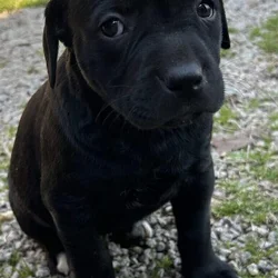 Puppies