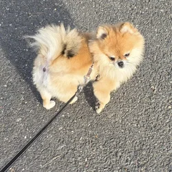 Rehoming my mini Pom