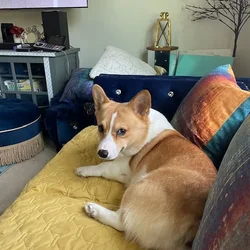 Corgi - Sammi