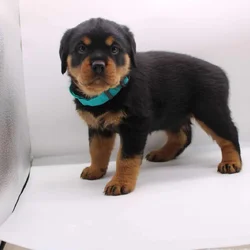 German Rottweiler