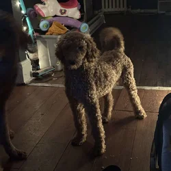 Standard poodle puppy