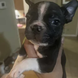 8 week old Boston terriers
