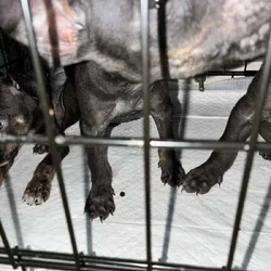 Bluenose Pit Puppies