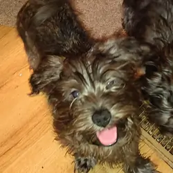RARE RARE BRINDLE FOURCHE