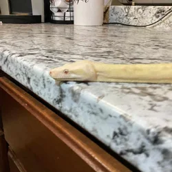 Albino Boa Constrictor