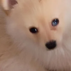 Bo the pomeranian