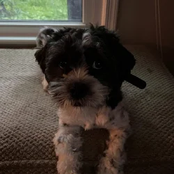 2yr old Maltese- shih tzu fixed-male