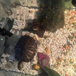 Adolescent turtle