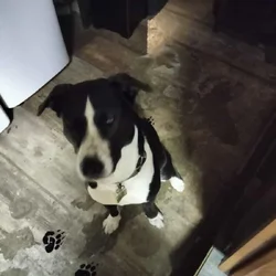Female Pitsky 8 months old