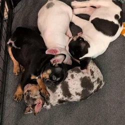 Beautiful Frenchies looking for a home