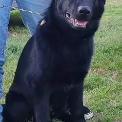 AKC German Shepard puppies for sale